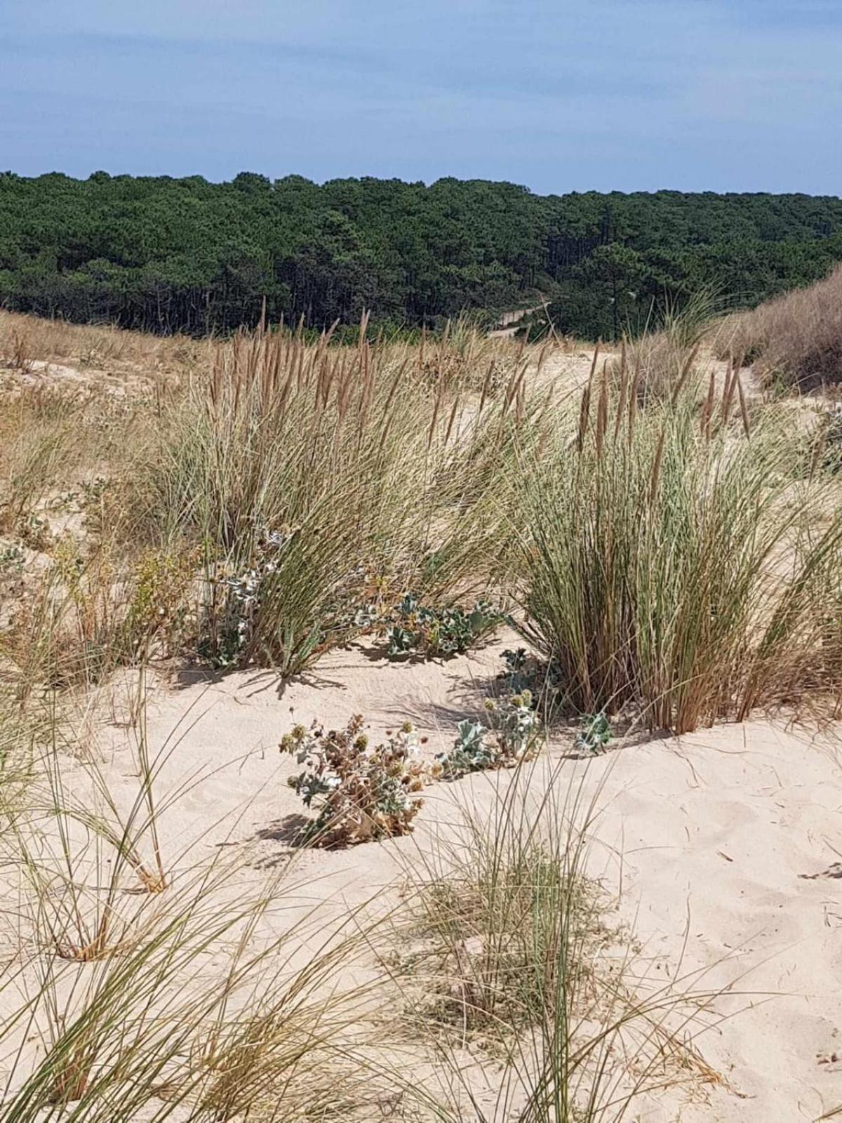 Le Mas Des Landes Vielle-Saint-Girons Exterior foto