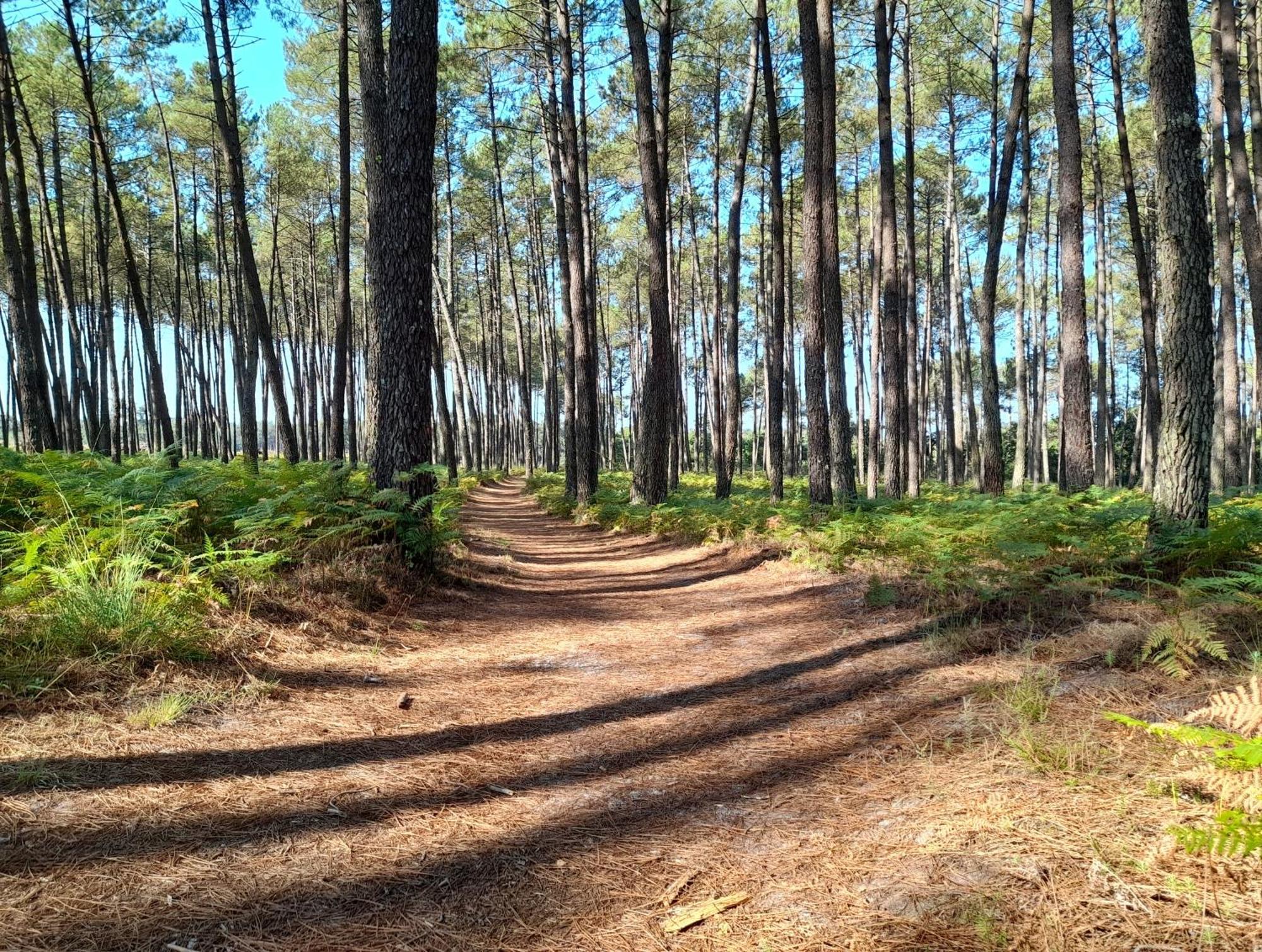 Le Mas Des Landes Vielle-Saint-Girons Exterior foto